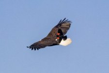 T05EagleRedWingedBlackbird9284.jpg T05EagleRedWingedBlackbird9284.jpg