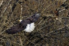 T06EagleRedShoulderedHawk9296.jpg T06EagleRedShoulderedHawk9296.jpg