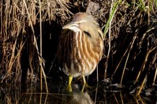 U01AmericanBittern9316.jpg U01AmericanBittern9316.jpg