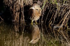 U02AmericanBittern&Shadow9332.jpg U02AmericanBittern&Shadow9332.jpg