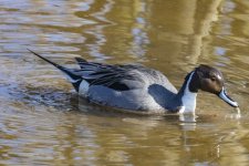 U05PintailDrake9443.jpg U05PintailDrake9443.jpg