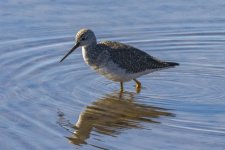 U06GreaterYellowlegs9486.jpg U06GreaterYellowlegs9486.jpg