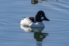 U07CommonGoldeneyeDrake9476.jpg U07CommonGoldeneyeDrake9476.jpg