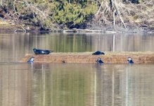 U09HarborSealsHaulingOut9406.jpg U09HarborSealsHaulingOut9406.jpg