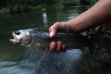 tenkara cutty.jpg