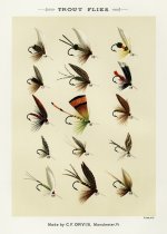 Trout 3.jpg