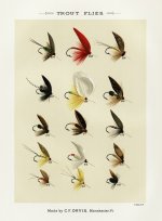 Trout 9.jpg