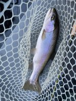 IMG_1667.jpeg