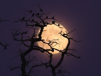 moonnniii.jpg