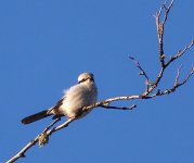 shrike2020202299111111.jpg