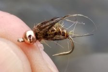 20231206_simisealcaddis.jpg