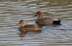 Gadwalls.JPG