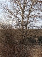 IMG_3539.jpeg