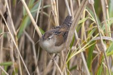 A16MarshWren8022.jpg