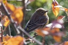 B05YellowRumpedWarbler7120.jpg B05YellowRumpedWarbler7120.jpg