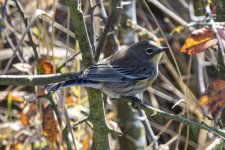 B06YellowRumpedWarbler7126.jpg B06YellowRumpedWarbler7126.jpg