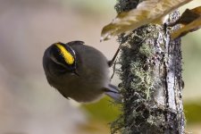 B01GoldenCrownedKinglet7016.jpg B01GoldenCrownedKinglet7016.jpg