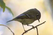 B02RubyCrownedKinglet7036.jpg B02RubyCrownedKinglet7036.jpg