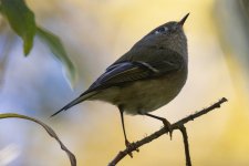 B03RubyCrownedKinglet7040.jpg B03RubyCrownedKinglet7040.jpg