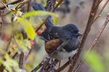 C05SpottedTowhee6889.jpg C05SpottedTowhee6889.jpg