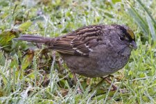 C03GoldenCrownedSparrow6964.jpg C03GoldenCrownedSparrow6964.jpg