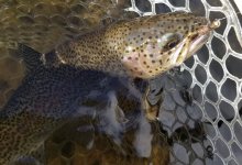 20231208_bhgrhefish.jpg