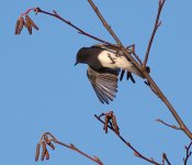 blackphoebe2023novccc777.jpg blackphoebe2023novccc777.jpg