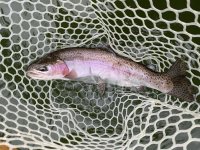 IMG_1737.jpeg