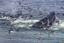 Humpbacks&Birds5154trim.jpg