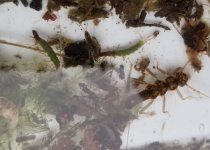 20231216_bugs1.jpg