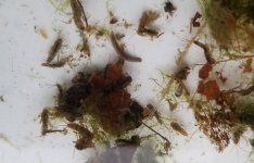 20231216_bugs2.jpg