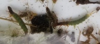 20231216_bugs3.jpg 20231216_bugs3.jpg