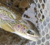20231218_grnrwfish1.jpg