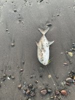 IMG_0171.jpeg