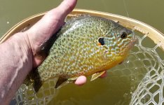 20230428_sunfish1.jpg