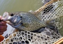 20230428_crappie1.jpg