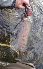 20230308_fish.jpg