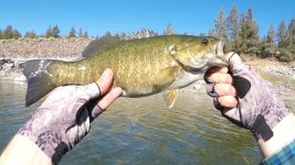 Bass_Smallmouth.jpg