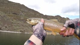 Trout_Brown.jpg