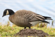 A02CacklingGoose8094.jpg