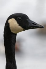 A06CanadaGooseHeadshot8080.jpg A06CanadaGooseHeadshot8080.jpg