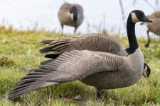 A07CanadaGoose8084.jpg A07CanadaGoose8084.jpg