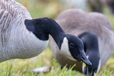 A08CanadaGoose8069.jpg
