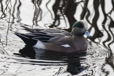 A10AmericanWigeonDrake8353.jpg A10AmericanWigeonDrake8353.jpg