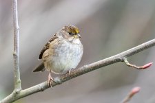B01GoldenCrownedSparrow8140.jpg