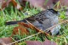 B02GoldenCrownedSparrow8064.jpg