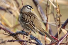B03WhiteCrownedSparrow8415.jpg
