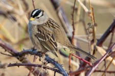 B04WhiteCrownedSparrow8423.jpg