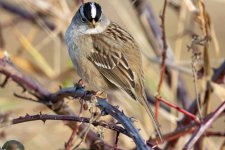 B05WhiteCrownedSparrow8427.jpg