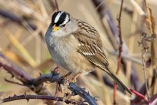 B06WhiteCrownedSparrow8431.jpg
